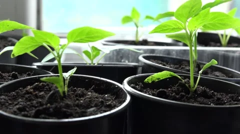 Paprika, Pepper Plants in Pots on Window. Panoraming. 4K UltraHD, UHD Stock Footage 49136349