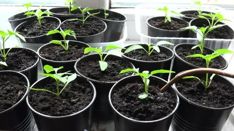 Paprika, Pepper Plants in Pots on Window. Watering process. 4K UltraHD, UHD Stock Footage 49136379