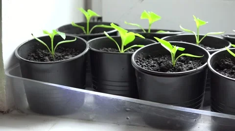 Paprika, Pepper Plants in Pots on Window. Panoraming. 4K UltraHD, UHD Stock Footage 49136427