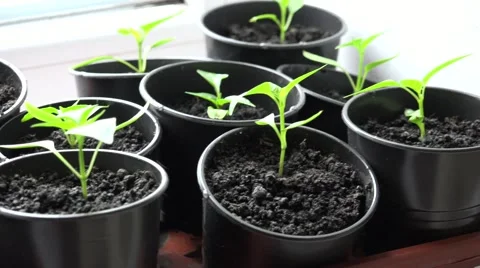Paprika, Pepper Plants in Pots on Window. Panoraming. 4K UltraHD, UHD Vídeos de archivo 49136476