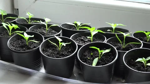 Paprika, Pepper Plants in Pots on Window. Zooming. 4K UltraHD, UHD Stock Footage 49136501