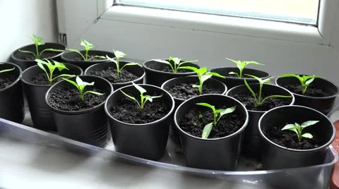 Paprika, Pepper Plants in Pots on Window. Zooming. 4K UltraHD, UHD Stock Footage 49136522