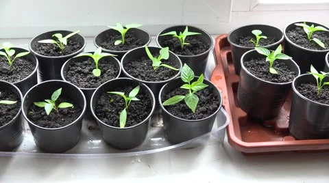 Paprika, Pepper Plants in Pots on Window. Zooming. 4K UltraHD, UHD Stock Footage 49136554