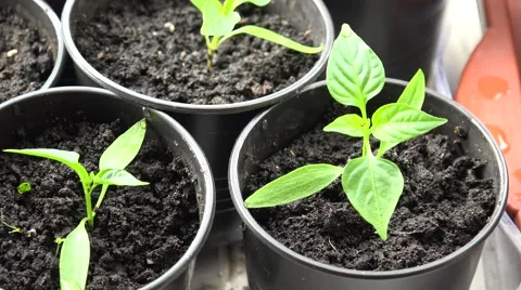 Paprika, Pepper Plants in Pots on Window. Zooming. 4K UltraHD, UHD Video stock 49136560