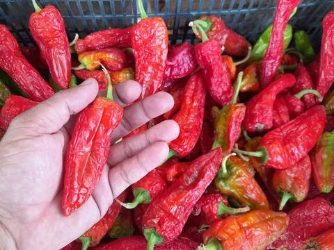 Paprika peppers culinary vegetable raw food on hand Stock Photos