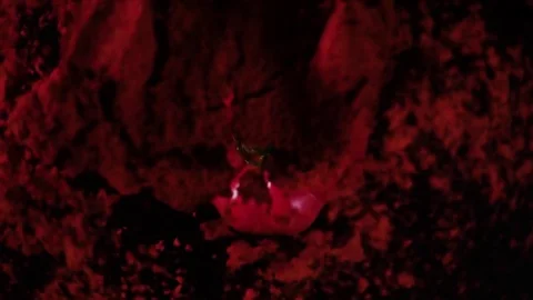 Paprika powder falls down on pepper vegetable, slow mo, top view Stock Footage 74414231