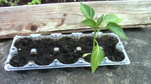 Paprika seedling  Stock Footage 24696663