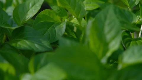 Paprika seedlings close-up. sweet pepper seedlings. Green pepper leaves close-up Stock Footage 279271453