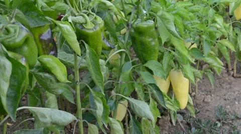 Paprika vegetable in the garden Stock Footage 53217917