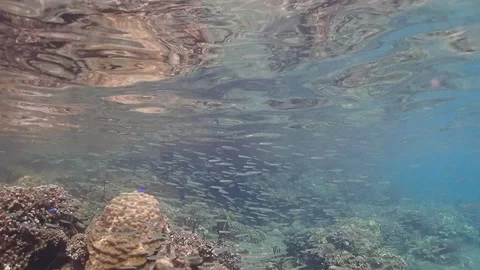 Papua New Guinea Tiny fish swimming in shallow water synchronised Video stock 136185061