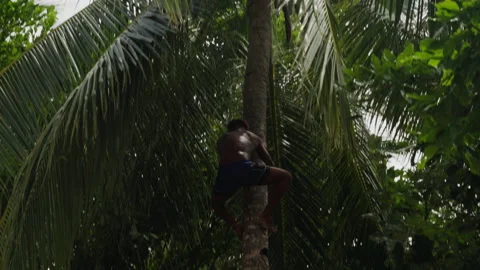 A Papuan Climb Down Coconut Tree Stock Footage 203991502