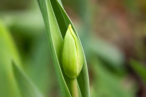 Papula of tulip Stock Photos