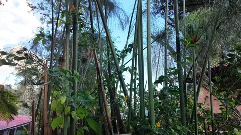 Papyrus aquatic plants grows tropical forest, terminate in a fan-shaped umbel Stock Footage 332142669
