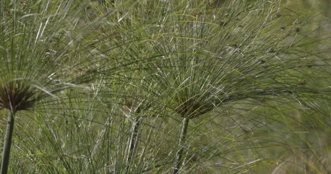 Papyrus ciborus in the wind close, 4K slomo Stock Footage 249738826