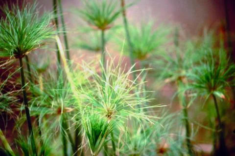 Papyrus close up Stock Photos