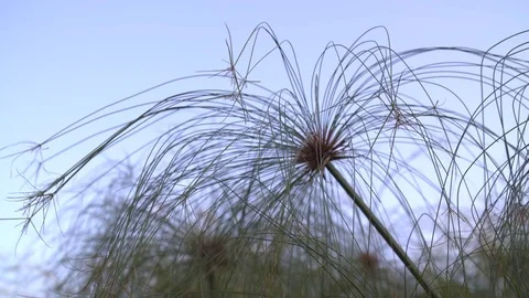 Papyrus details 스톡 동영상 81716905