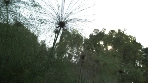 Papyrus Details Stock Footage 81717867