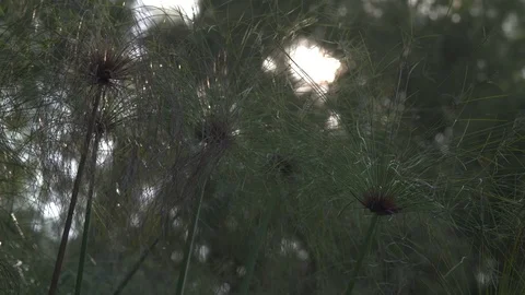 Papyrus details Stock Footage 81718061