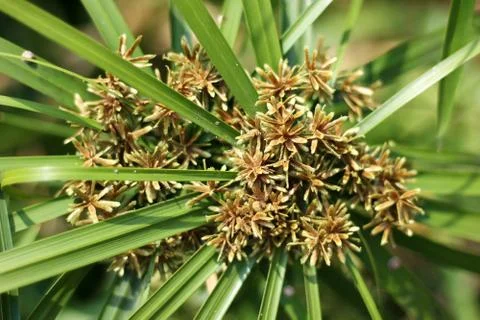 Papyrus Flower . Stock Photos