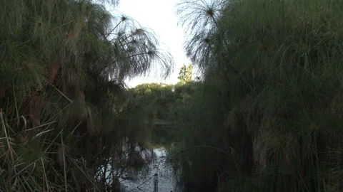   papyrus Nature view Stock Footage 81715961