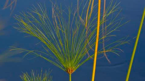 Papyrus Stock Photos