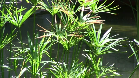 Papyrus plant Stock Footage 6930087