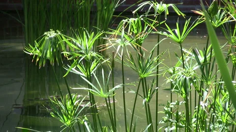 Papyrus plant Vidéo 6930168
