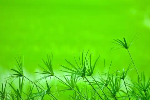 Papyrus plant Stock Photos
