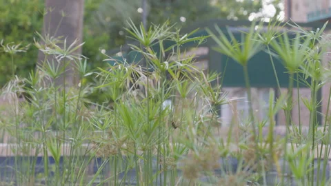 Papyrus plants in a garden Stock Footage 337644457