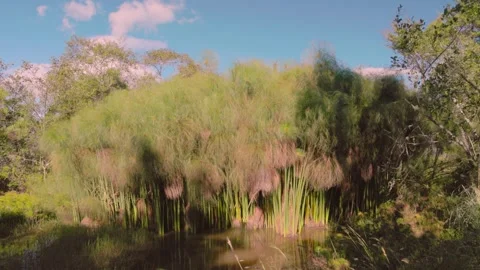 Papyrus plants in a pond an the trees surrounding it agitated by the wind Stock Footage 341015963