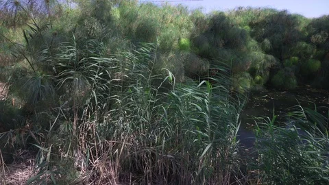 Papyrus on the river Stock Footage 93189474