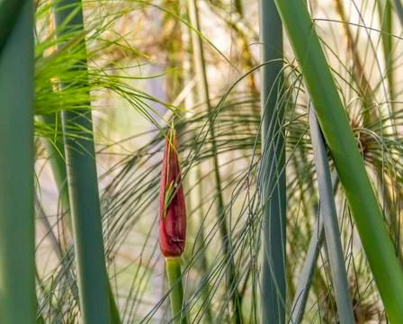 Papyrus sedge closeup Stock Photos