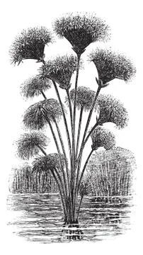 Papyrus sedge or Cyperus papyrus vintage engraving Stock Illustration