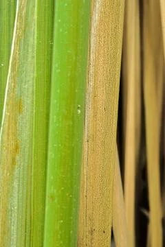 Papyrus sedge Stock Photos