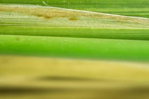 Papyrus sedge Stock Photos