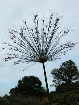 Papyrus sedge in spring during flowering Stock-Fotos