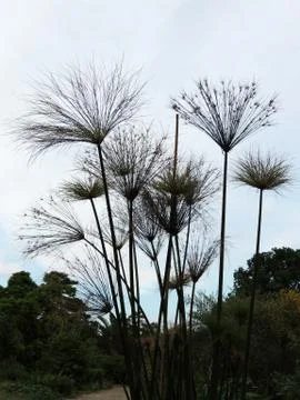 Papyrus sedge in spring during flowering Foto stock