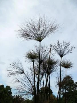 Papyrus sedge in spring during flowering Foto stock