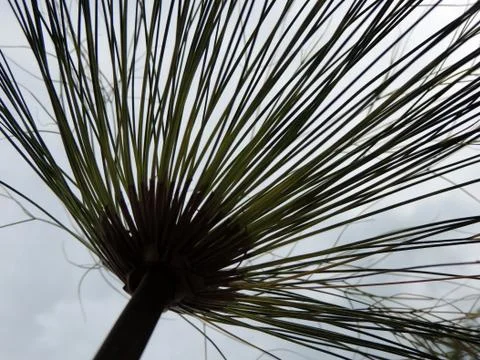 Papyrus sedge in spring during flowering Stock Photos