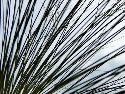 Papyrus sedge in spring during flowering Stock Photos