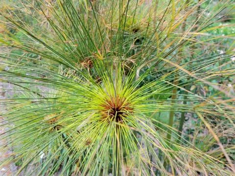 Papyrus sedge in spring during flowering Stock Photos