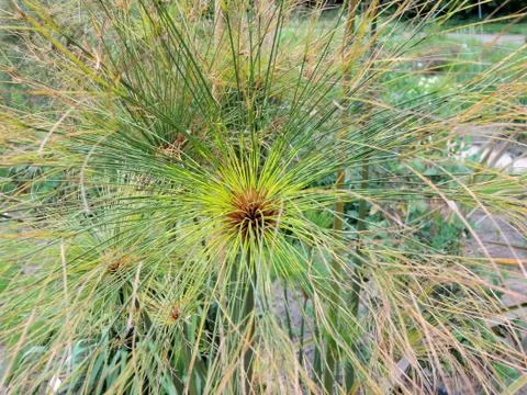 Papyrus sedge in spring during flowering Foto stock