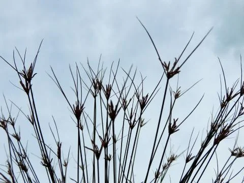 Papyrus sedge in spring during flowering Stock Photos