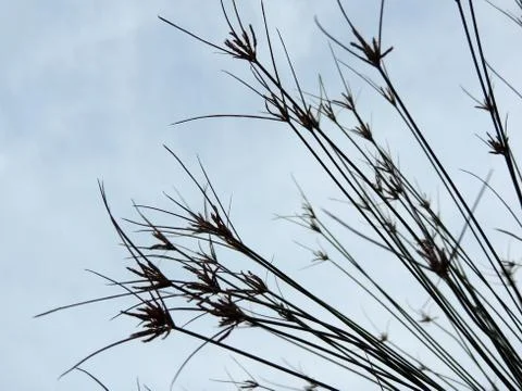 Papyrus sedge in spring during flowering Stock Photos
