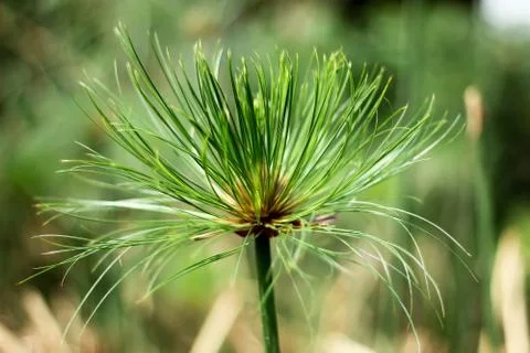 Papyrus  tree. Stock Photos