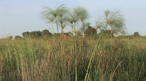 Papyrus in the Wild Video stock 22385577
