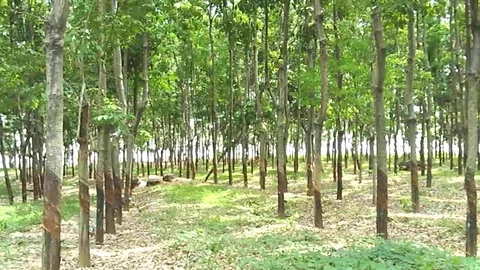 Para field on java island. Hevea brasiliensis. Video stock 121826246