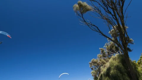 Para-gliders sweeping past wind-swept tree on beautiful summer's day. Stock Footage 93102469