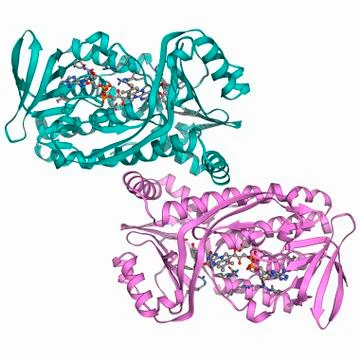 Para-hydroxybenzoate hydroxylase molecule イラスト素材