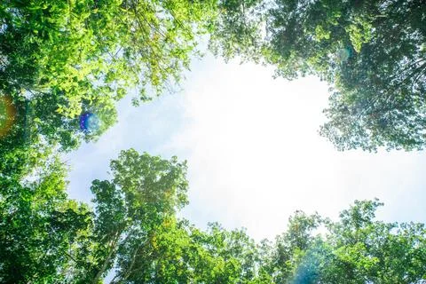 Para rubber green tree leaf with sun light Foto stock
